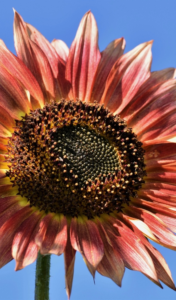 Красивый красный подсолнух на голубом фоне