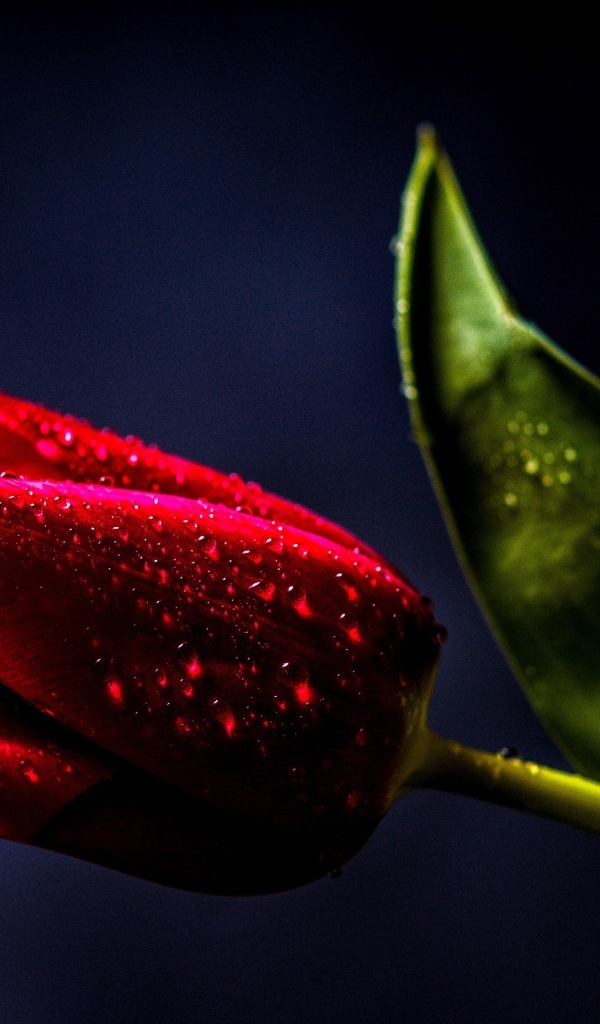 Красивый красный тюльпан с зеленым листом в каплях росы