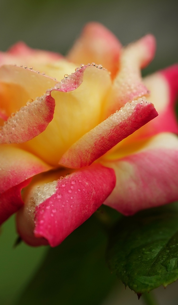 Красивая роза в каплях росы утром