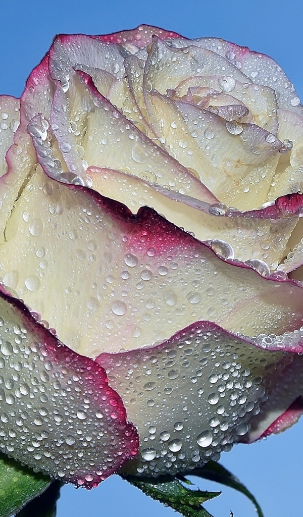 Красивая роза в каплях росы на голубом фоне