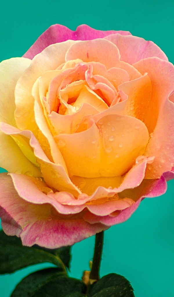 Красивая роза на голубом фоне