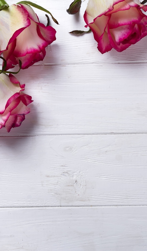 Красивые розы на деревянном фоне