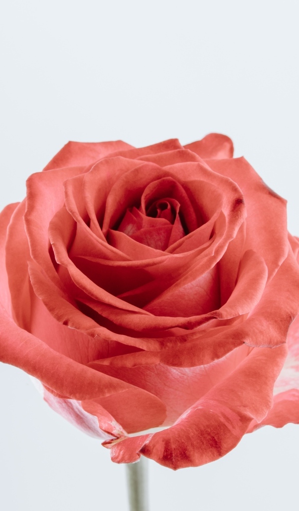 Красивая алая роза на сером фоне крупным планом