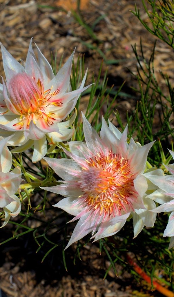 Красивые цветы серрурия на земле