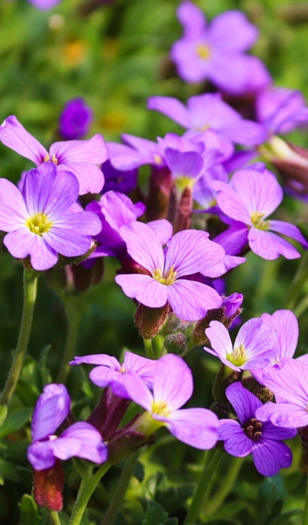 Красивые маленькие цветы гипсофила на клумбе