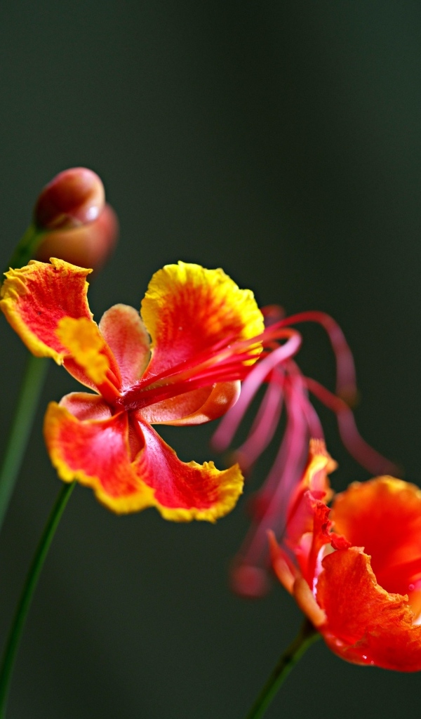 Красивые маленькие необычные цветы крупным планом