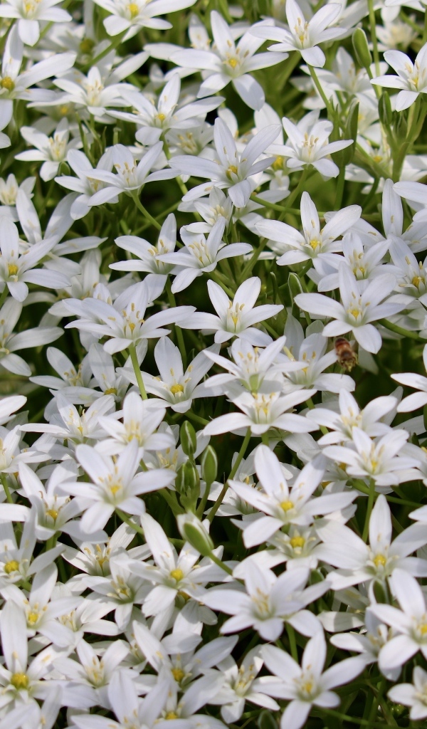 Красивые маленькие белые цветы молочница