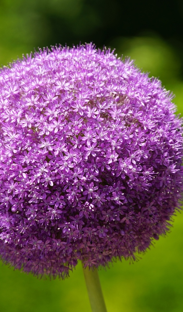 Красивый шаровидный цветок аллиум