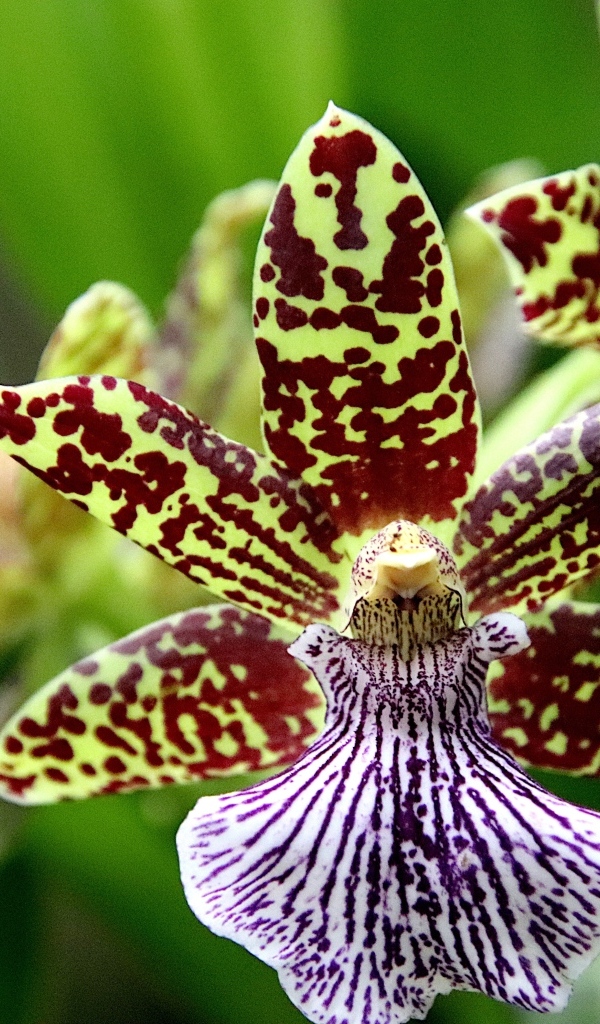 Красивая пятнистая экзотическая орхидея