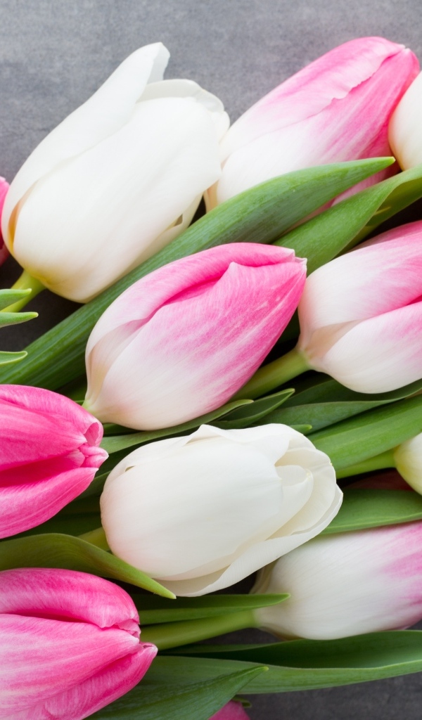 Красивый весенний букет розовых и белых тюльпанов  на сером фоне