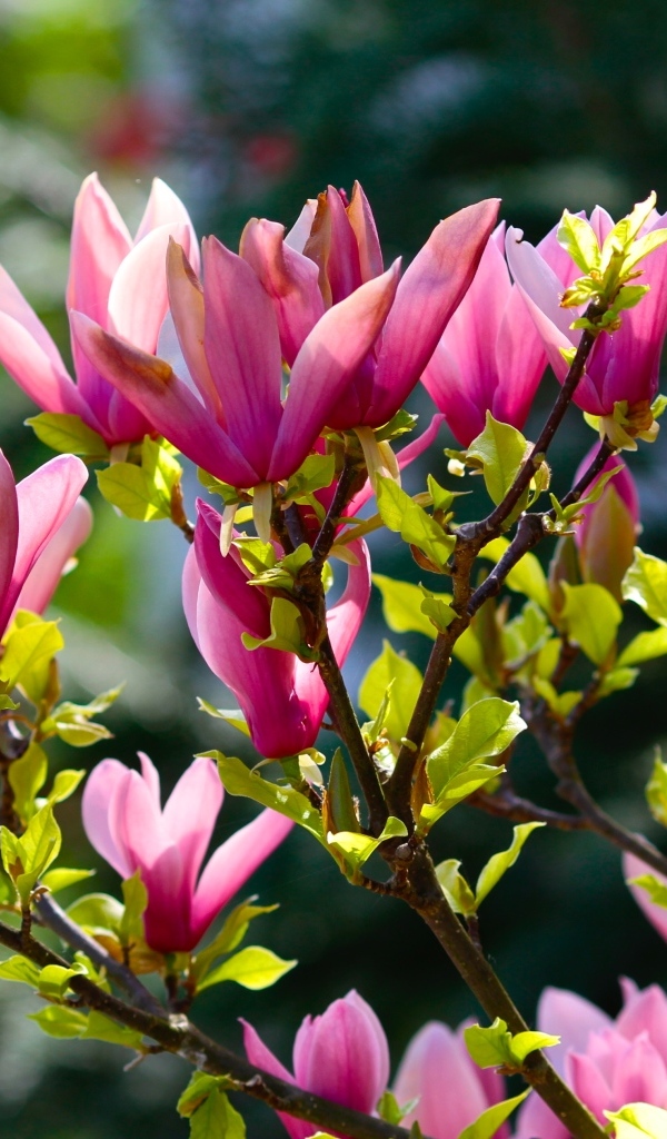 Красивые весенние ветки с цветами магнолии 
