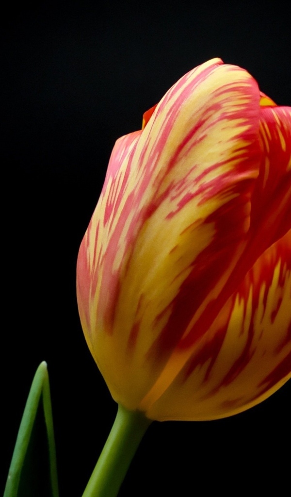 Красивый тюльпан на черном фоне