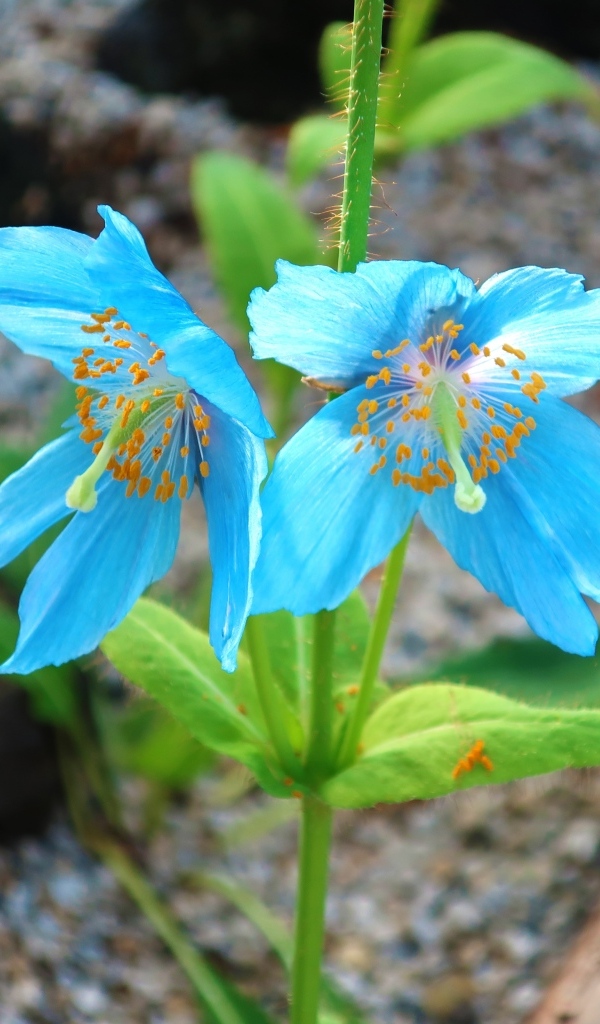 Красивые необычные голубые цветы крупным планом