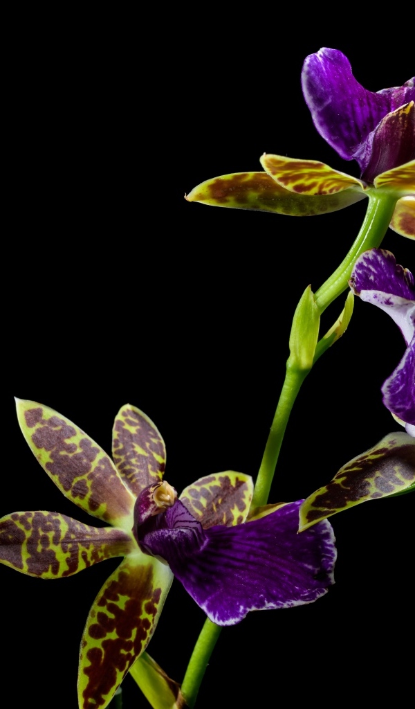 Красивая необычная пятнистая орхидея на черном фоне
