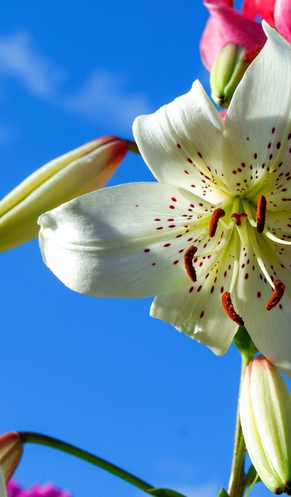 Красивые белые и розовые лилии на фоне голубого неба