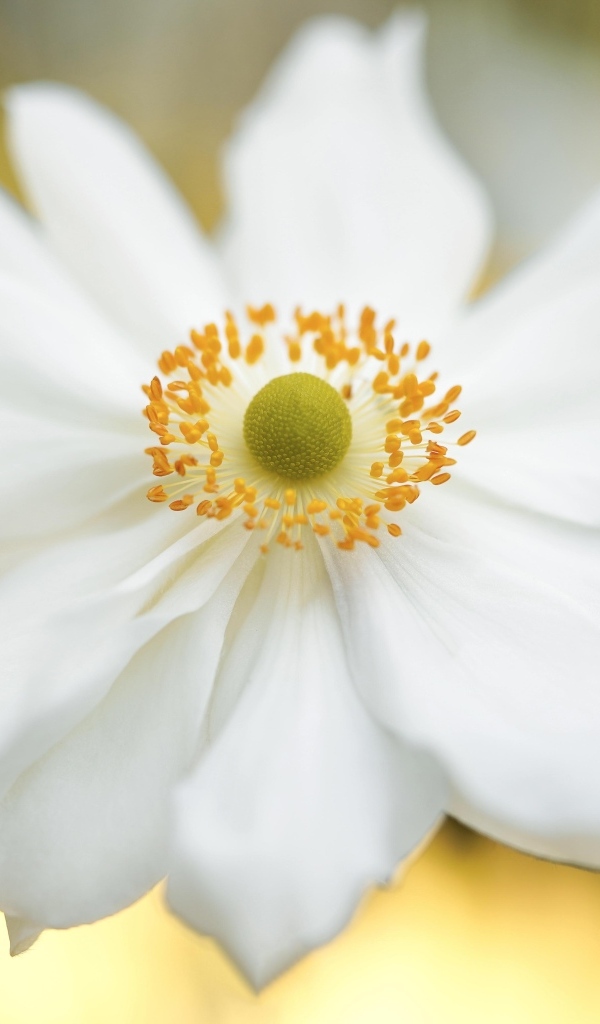 Красивый белый цветок анемоны крупным планом