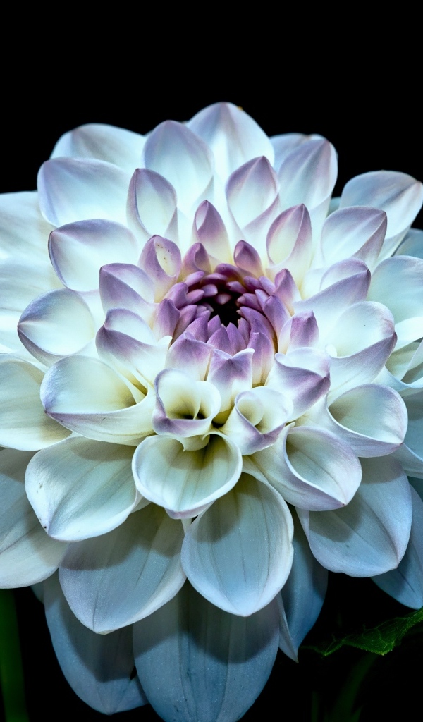 Красивый белый цветок георгина с бутонами на черном фоне