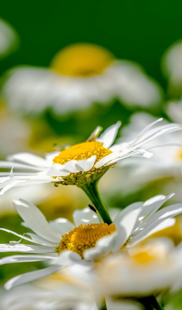 Красивые белые ромашки с желтой серединкой