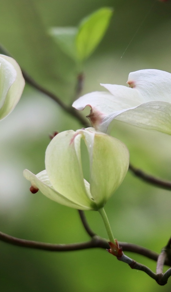 Красивые белые цветы кизила на ветке