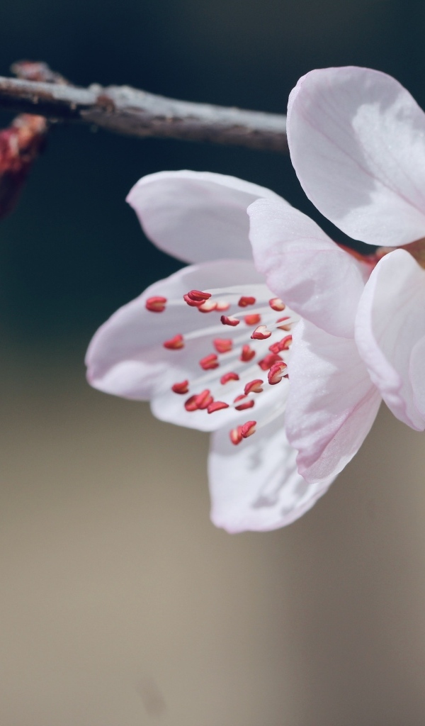 Красивые белые цветы распускаются на ветке весной