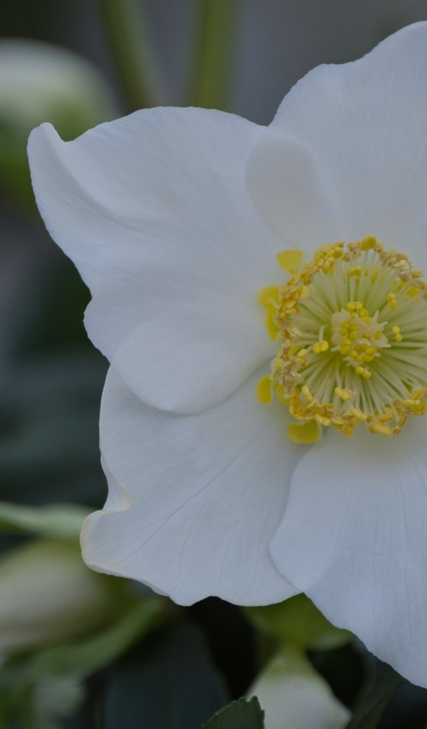 Красивый белый цветок морозник вблизи