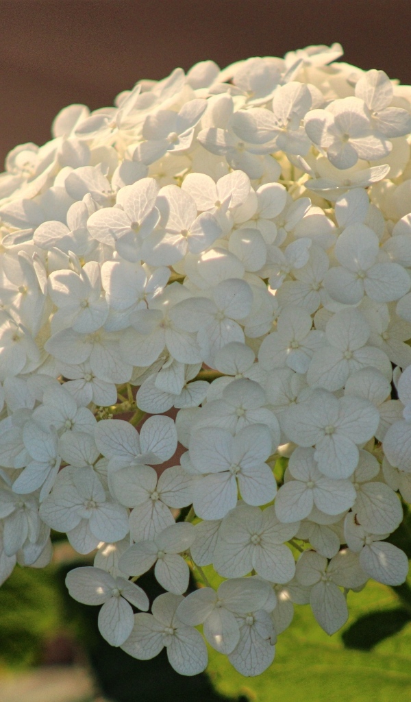 Красивый белый большой цветок гортензии