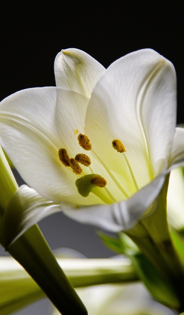 Красивые белые лилии с бутонами крупным планом