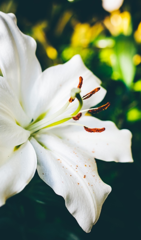 Красивый белый цветок лилии крупным планом