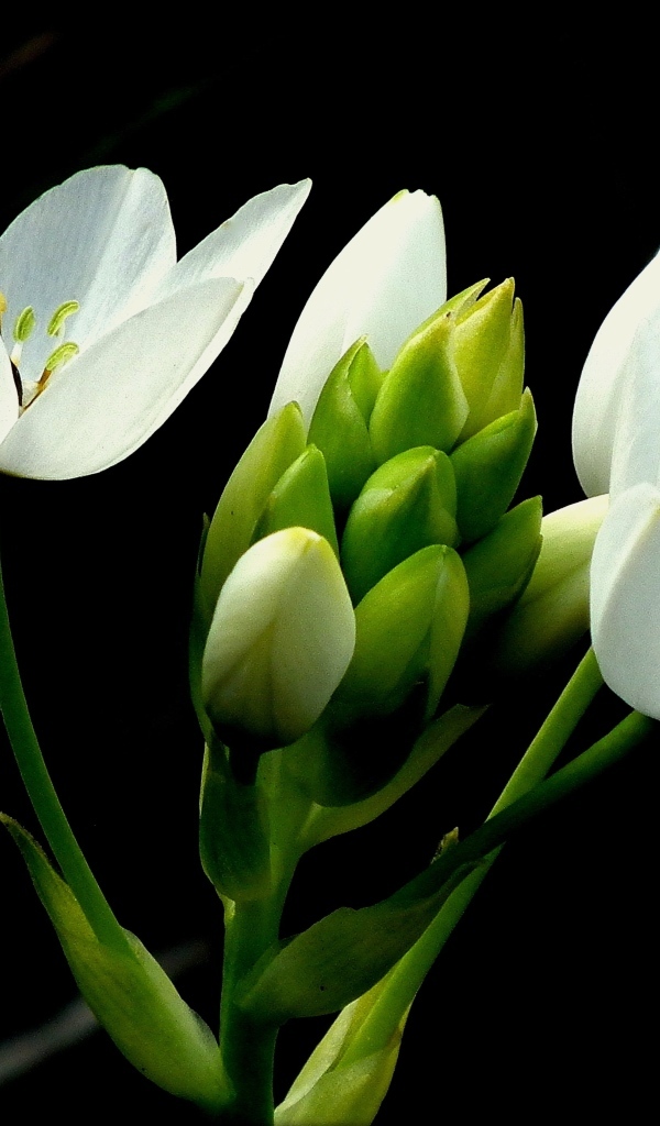 Красивый белый цветок лилии на черном фоне