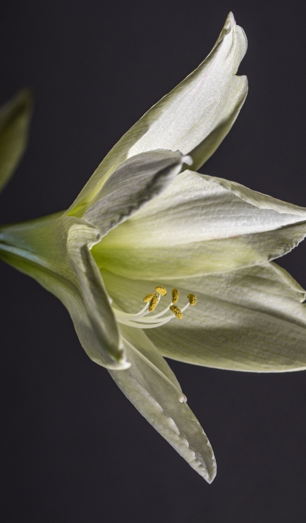 Красивая белая лилия на сером фоне