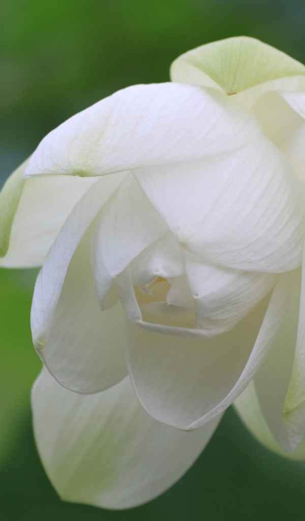 Красивый белый цветок лотоса вблизи