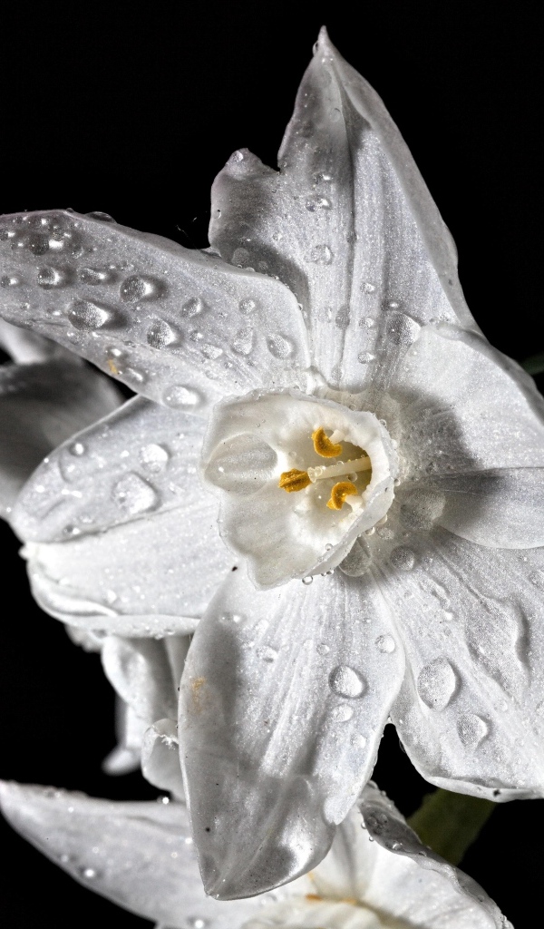 Красивый белый цветок нарцисса в каплях росы