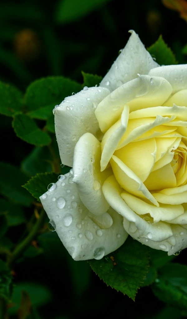 Красивая белая роза в каплях росы на клумбе летом