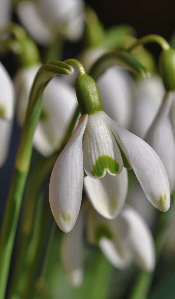 Красивые белые весенние цветы подснежники
