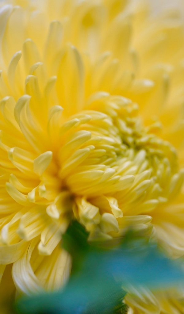 Красивый желтый цветок хризантемы крупным планом