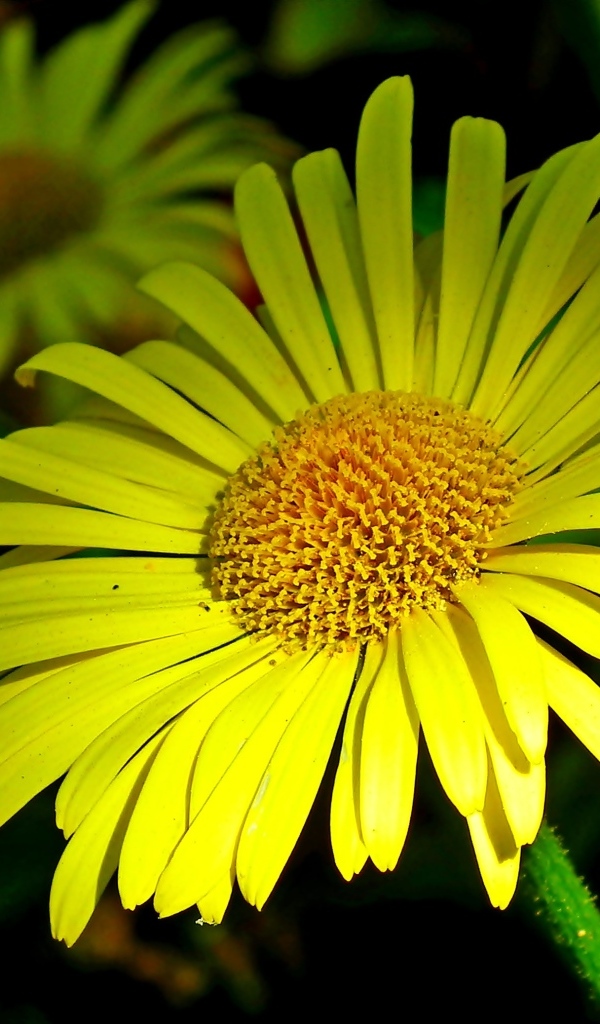 Красивые желтые ромашки вблизи