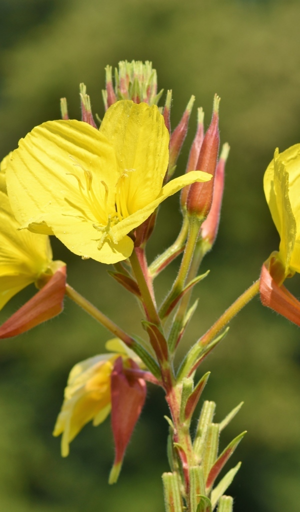 Красивые желтые цветы эшшольция с бутонами