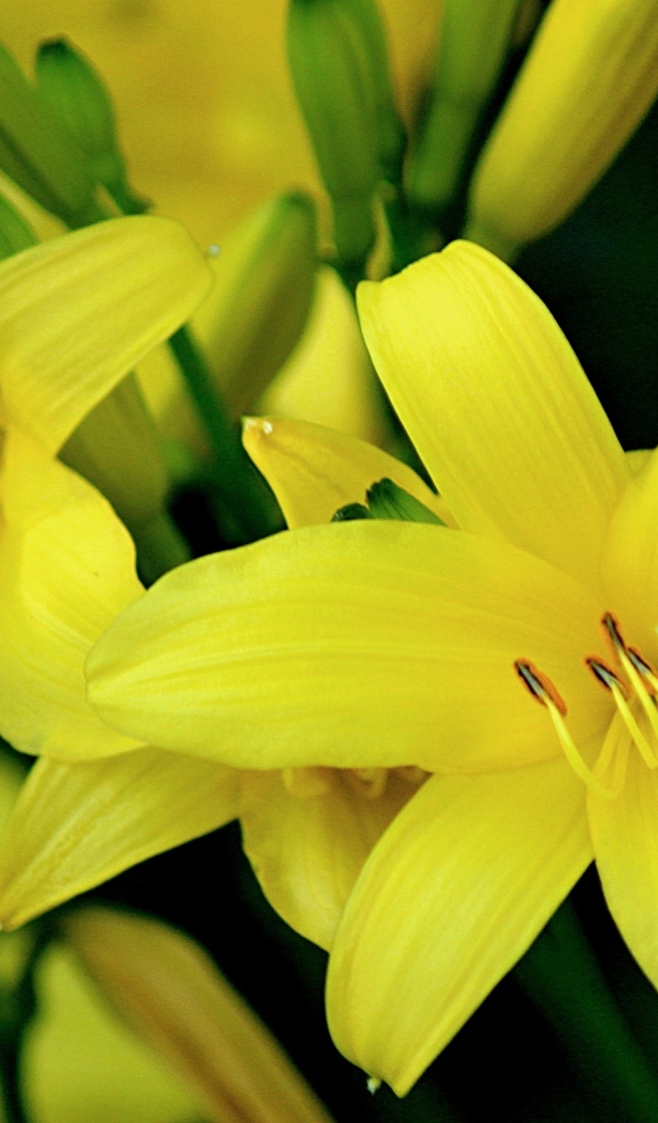 Красивая желтая садовая лилия