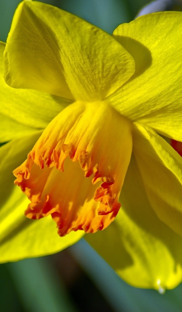 Красивый желтый цветок нарцисса крупным планом