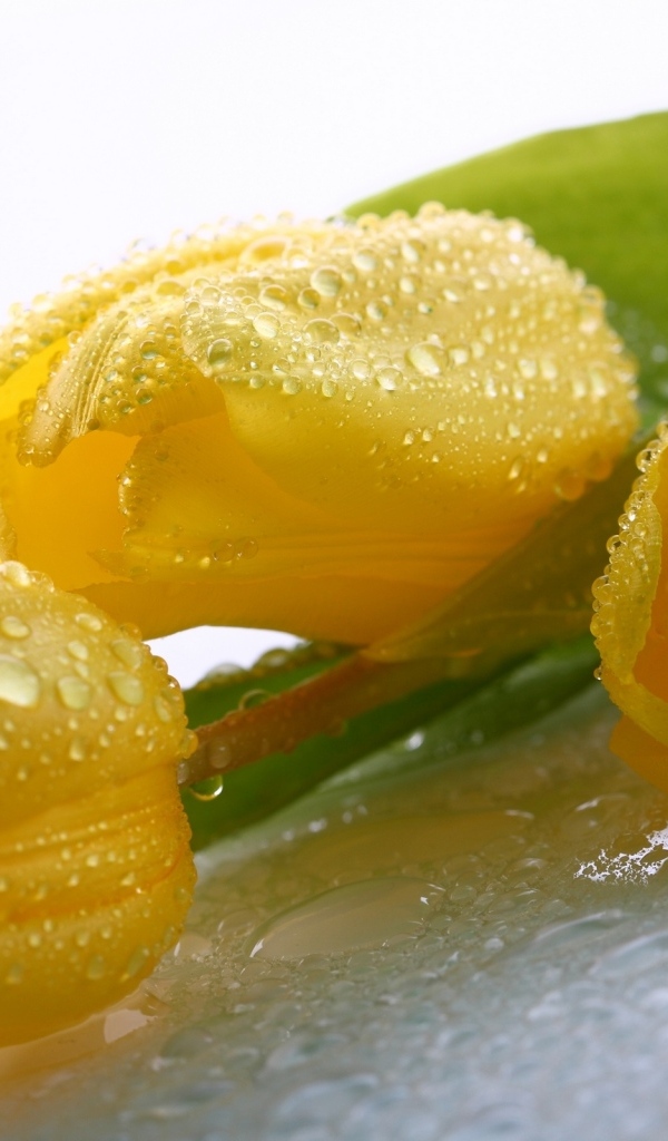 Красивые желтые тюльпаны в каплях воды