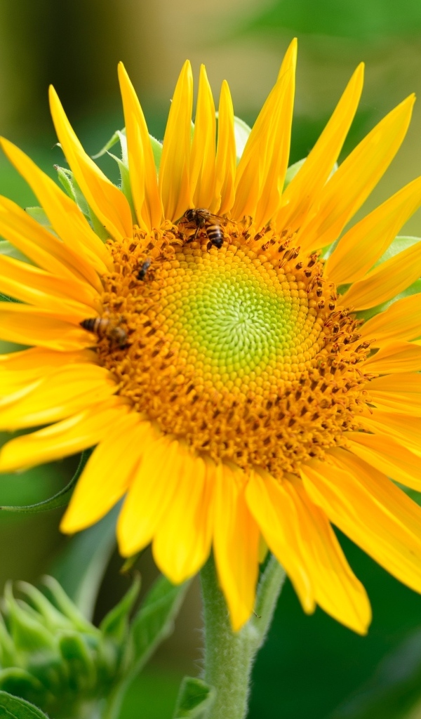 Пчелы опыляют большой желтый подсолнух