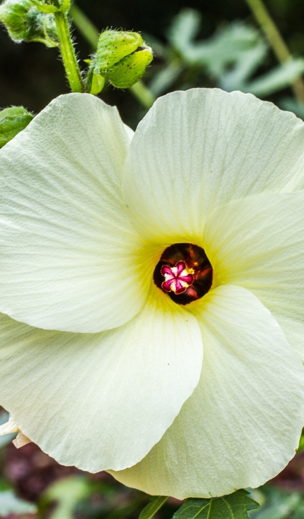 Бежевый цветок гибискуса на клумбе