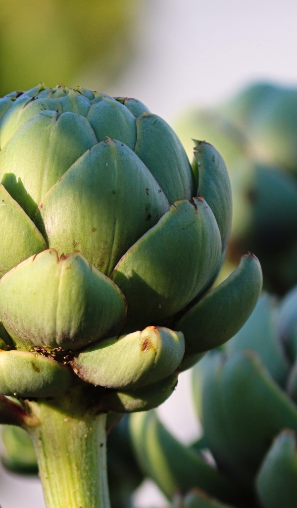 Большой зеленый артишок крупным планом