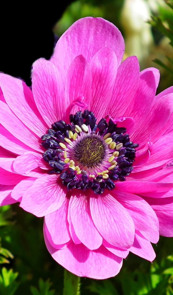 Большой розовый цветок анемоны крупным планом