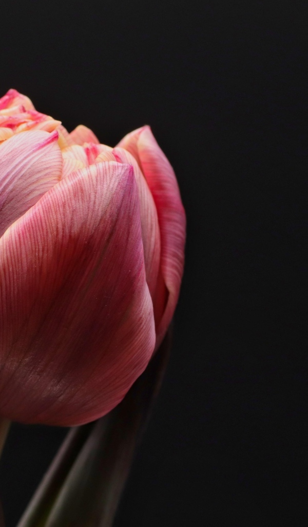 Большой розовый тюльпан на черном фоне