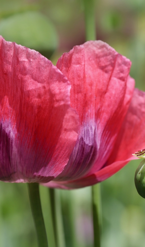 Большой красный мак крупным планом