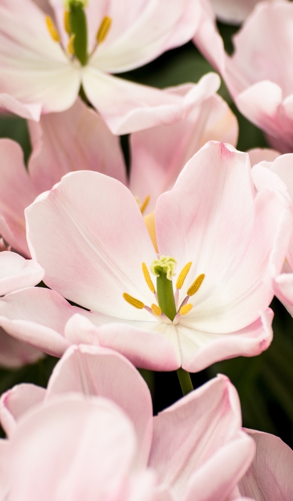 Распустившиеся цветы розовых тюльпанов