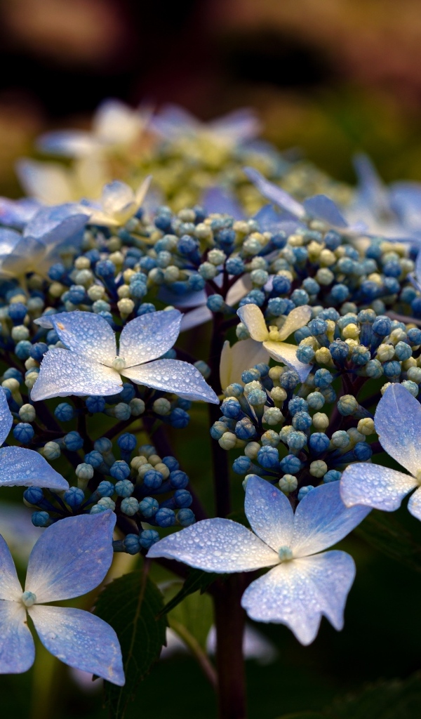 Распускающийся цветок гортензии