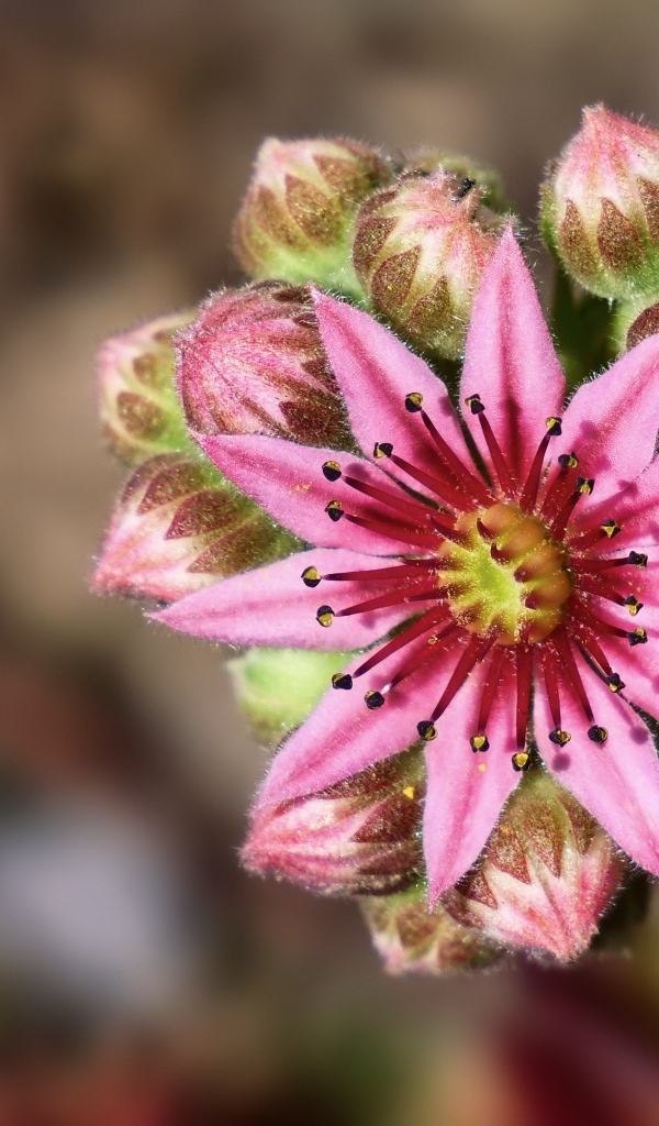 Цветущий розовый цветок молодило 