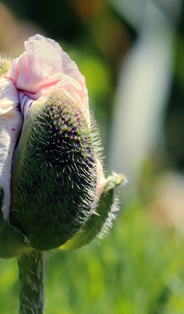 Распускающийся розовый цветок мака